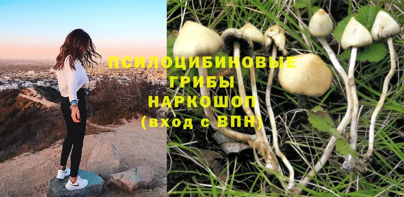 Галлюциногенные грибы Cubensis  блэк спрут онион  Череповец 